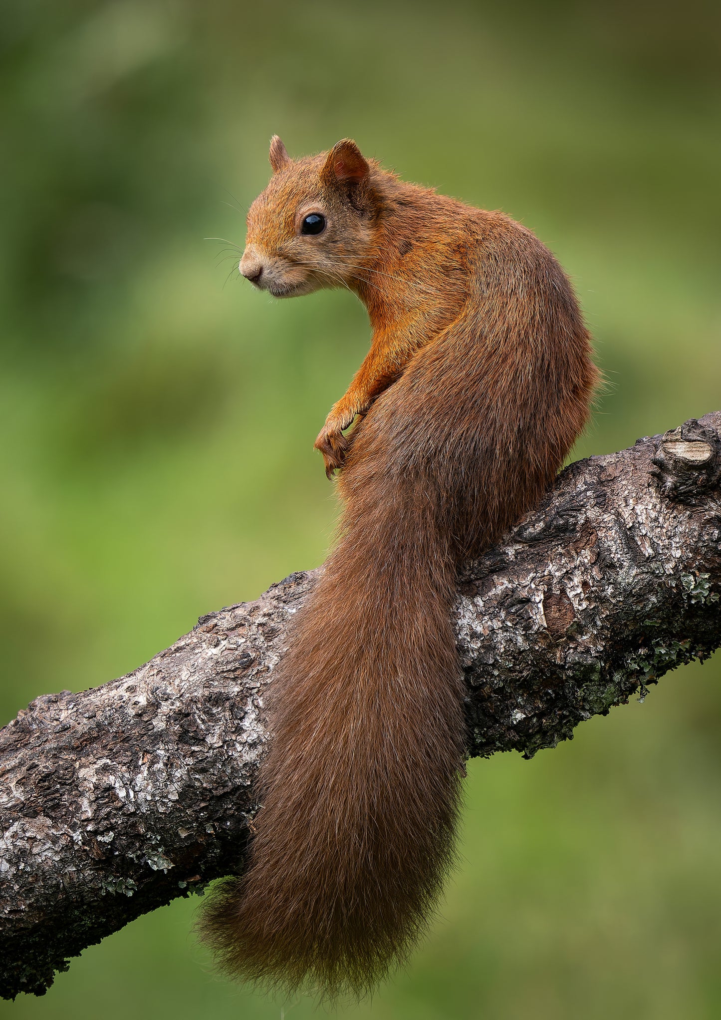 Red squirrel 3