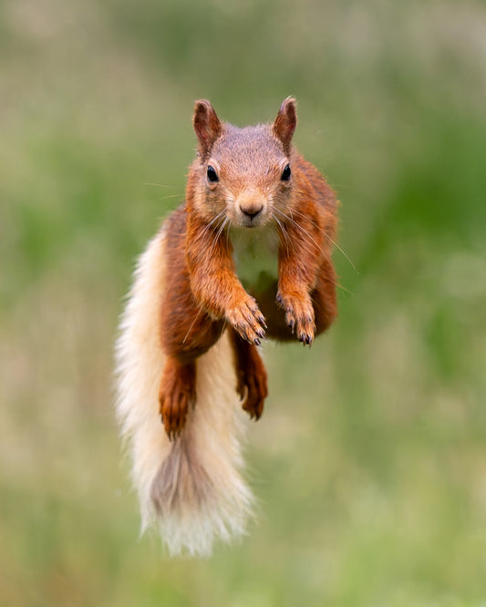 Red squirrel 4