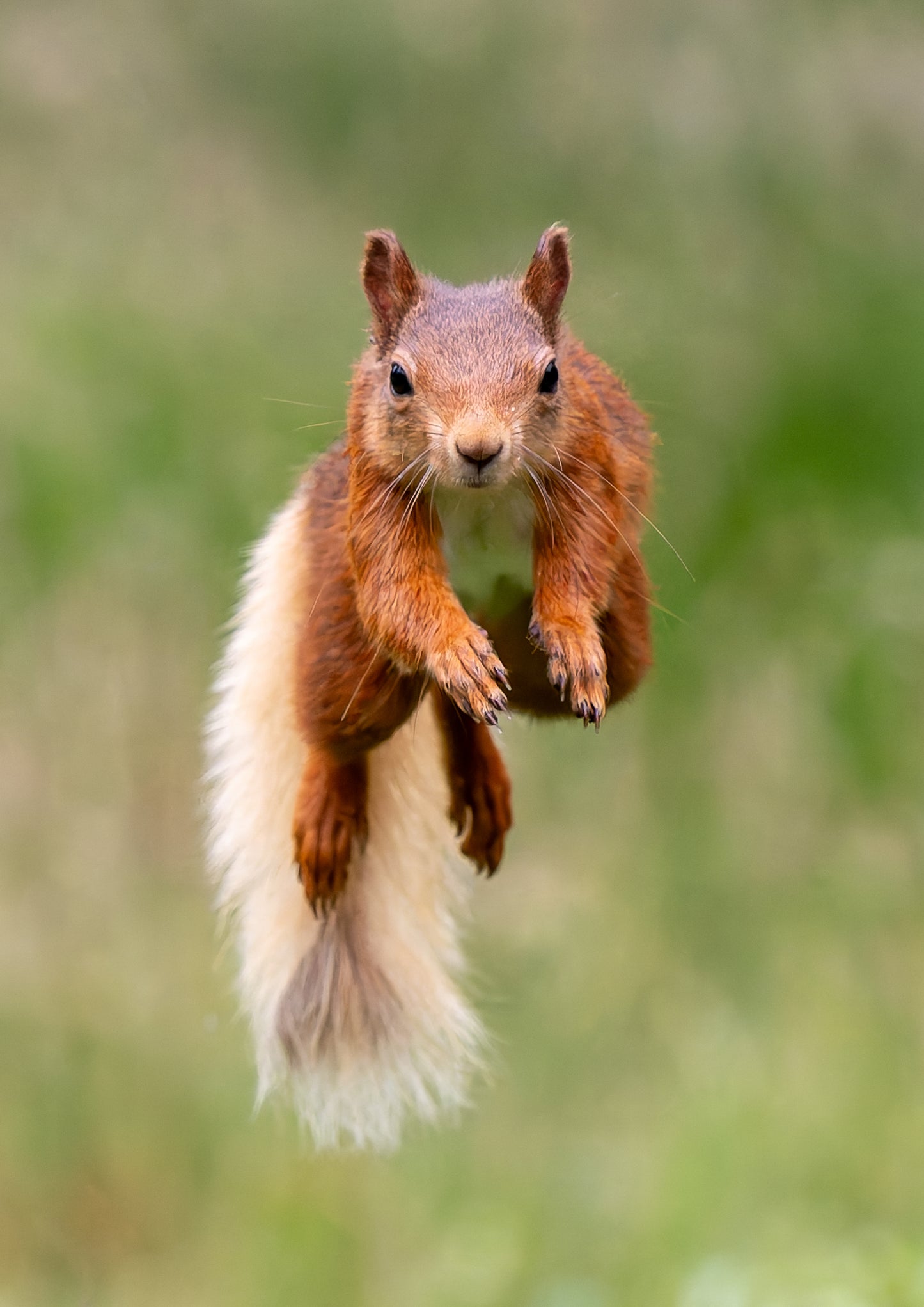 Red squirrel 4