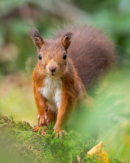 Red squirrel 1