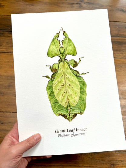 Giant leaf insect - Giclée prints