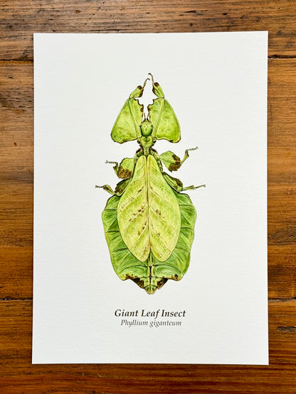 Giant leaf insect - Giclée prints