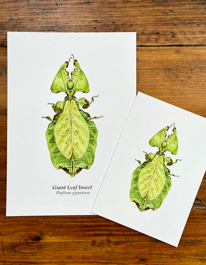 Giant leaf insect - Giclée prints