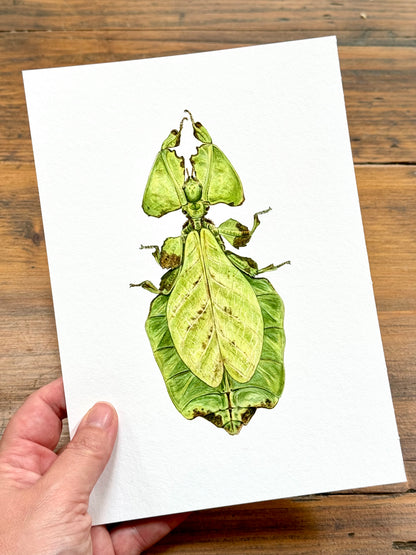 Giant leaf insect - Giclée prints