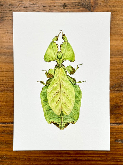 Giant leaf insect - Giclée prints