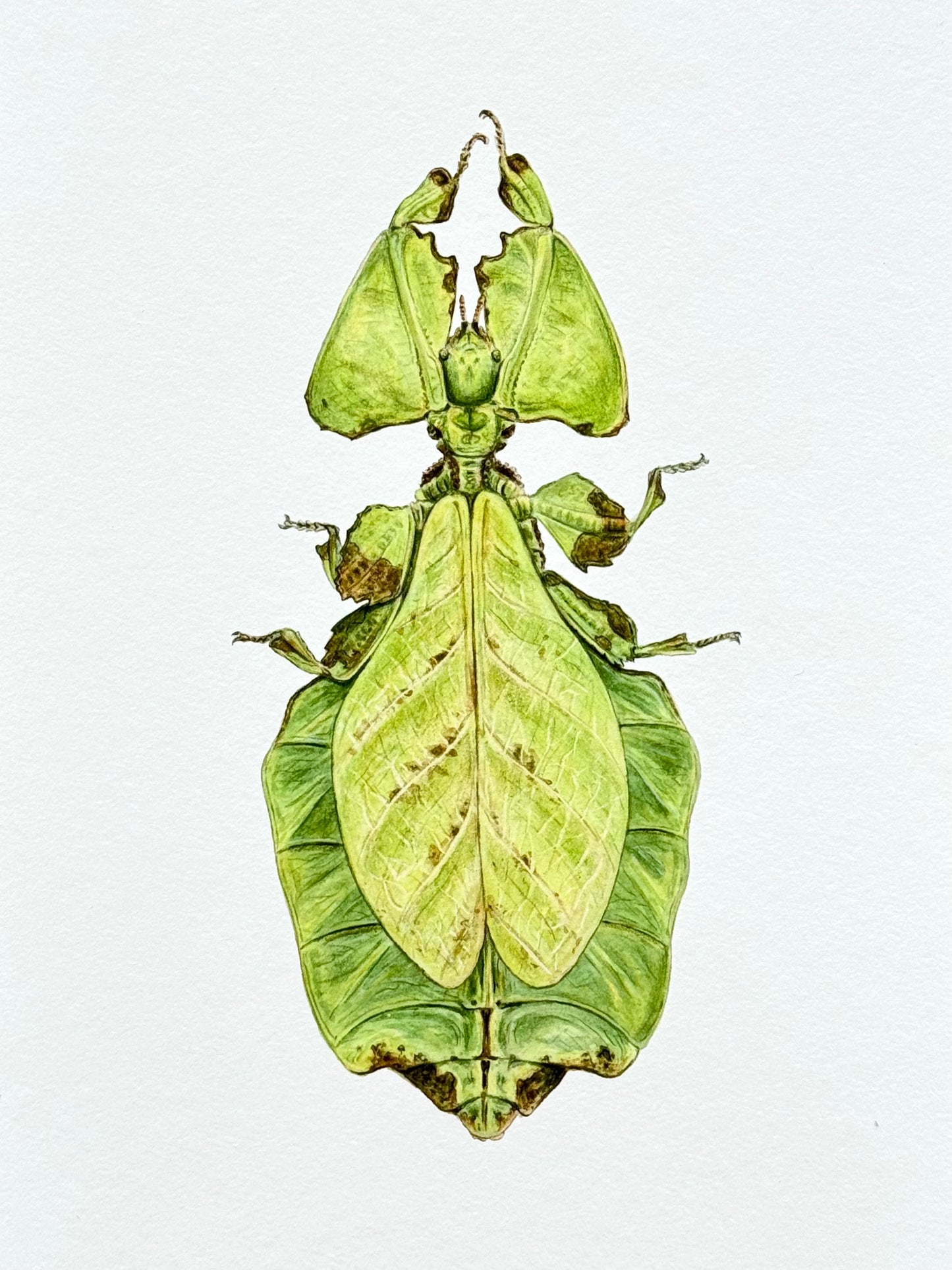 Giant leaf insect - Giclée prints