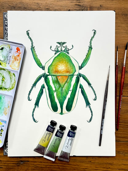 Flower Beetle - Giclée prints