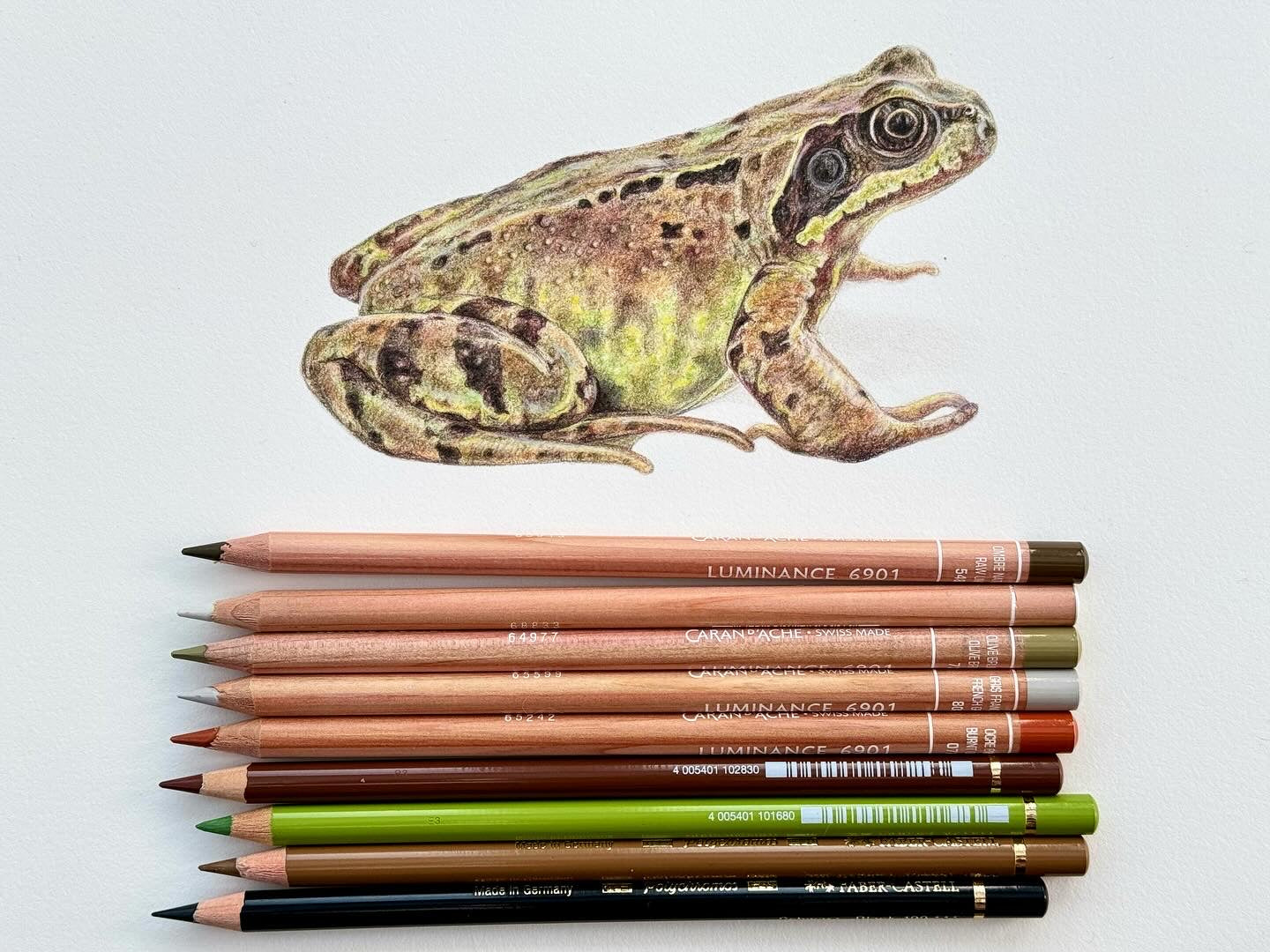 Frog and Toad drawings - Giclée prints