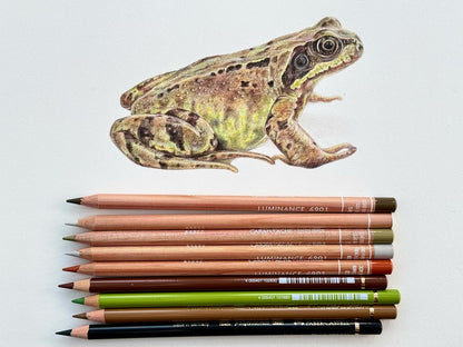 Frog and Toad drawings - Giclée prints