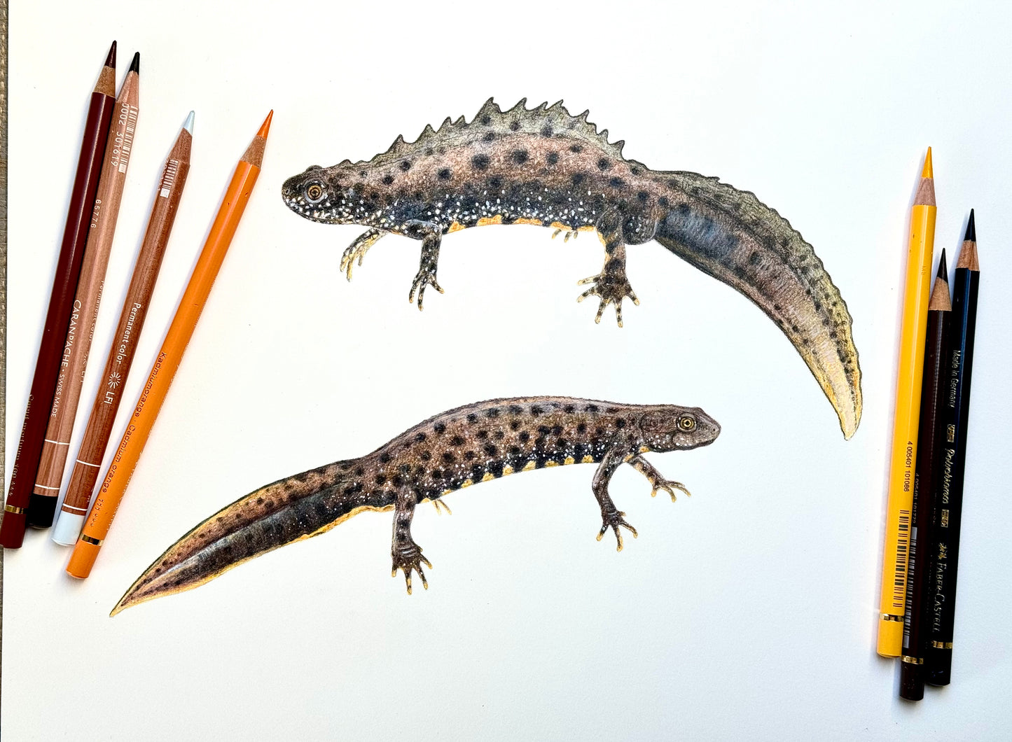 Great crested newt drawing - Giclée prints