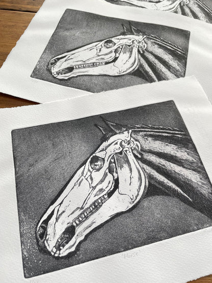 Horse skull etching