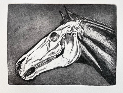 Horse skull etching