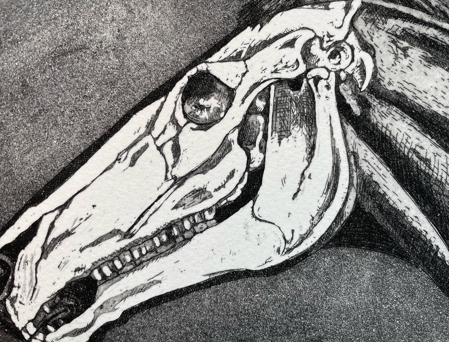 Horse skull etching