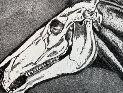 Horse skull etching