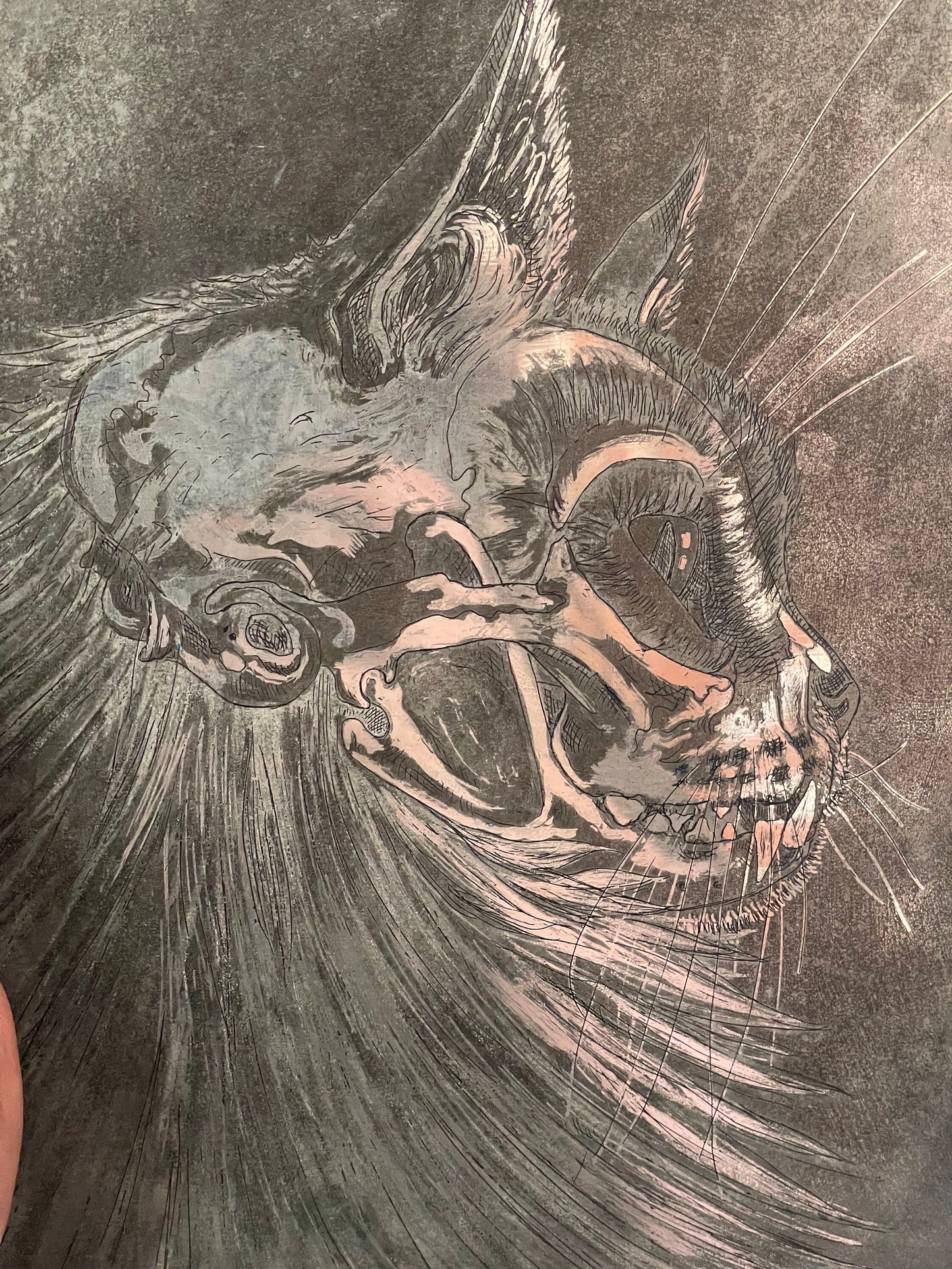 Cat skull aquatint etching