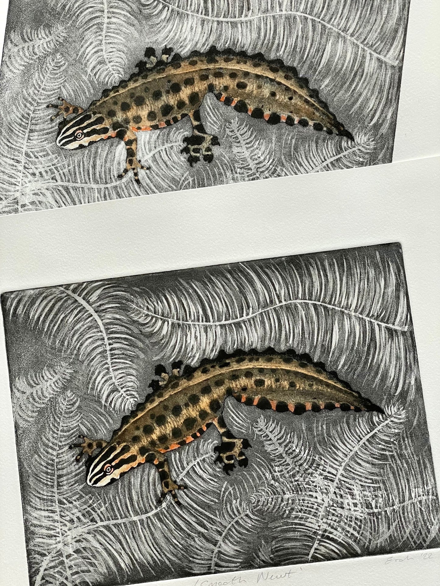 Smooth newt aquatint etching