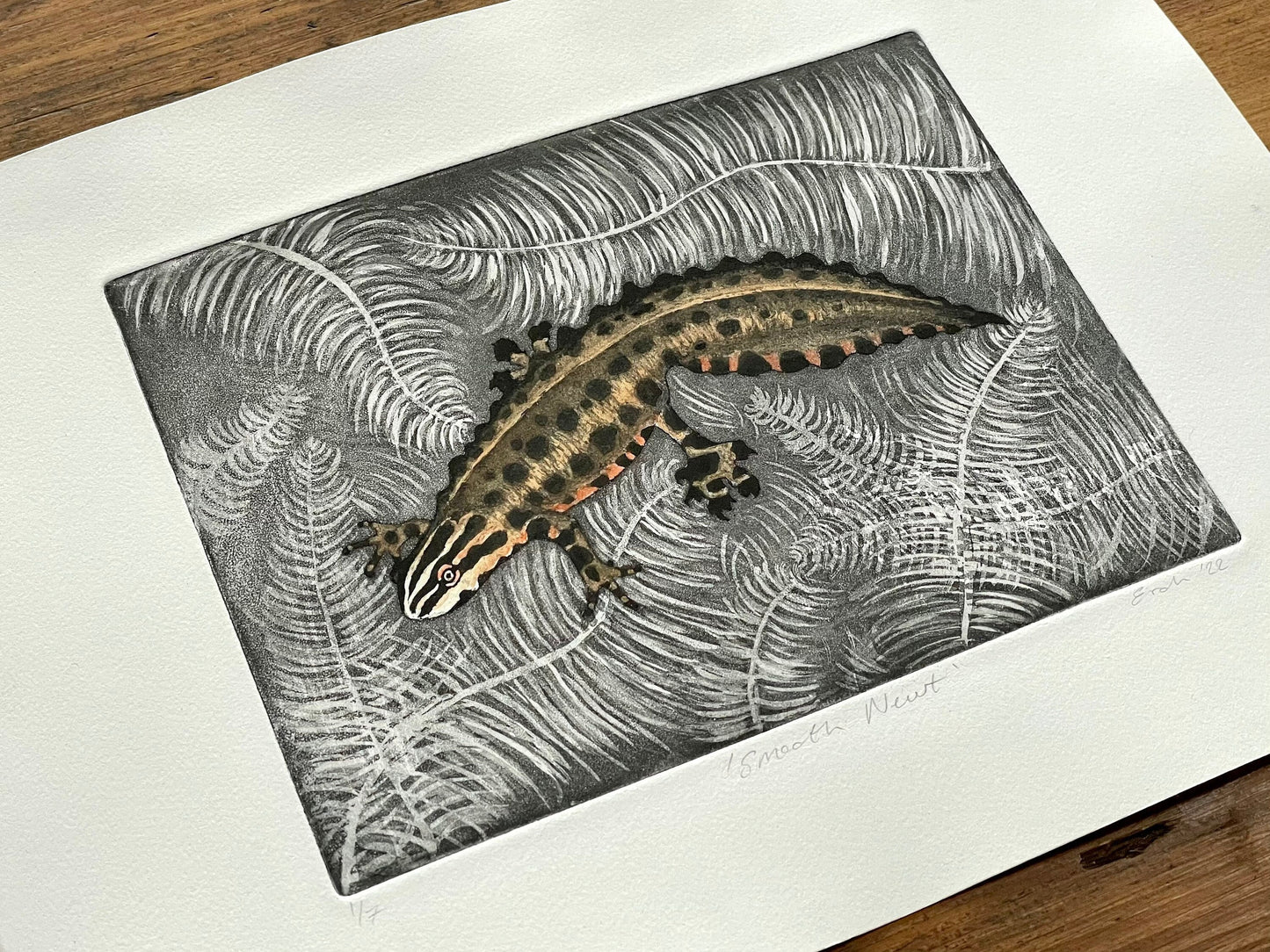 Smooth newt aquatint etching