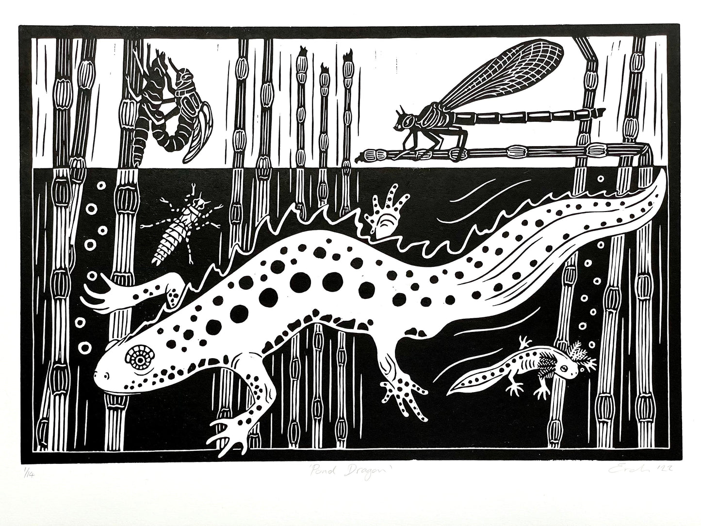 linocut print of great crested newt