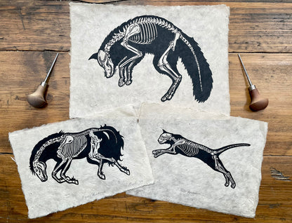 Animal anatomy linocut collection