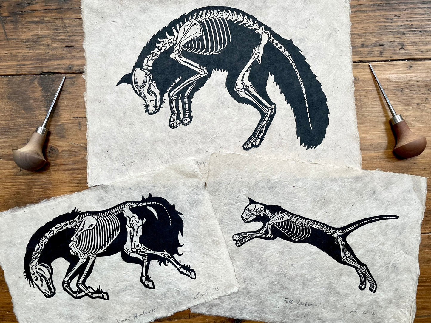 Animal anatomy linocut collection