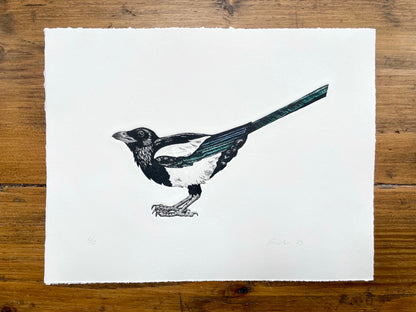 Magpie etching