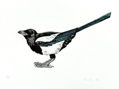 Magpie etching