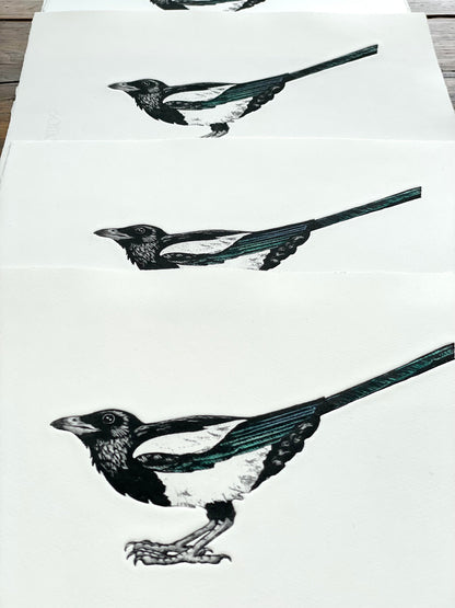 Magpie etching