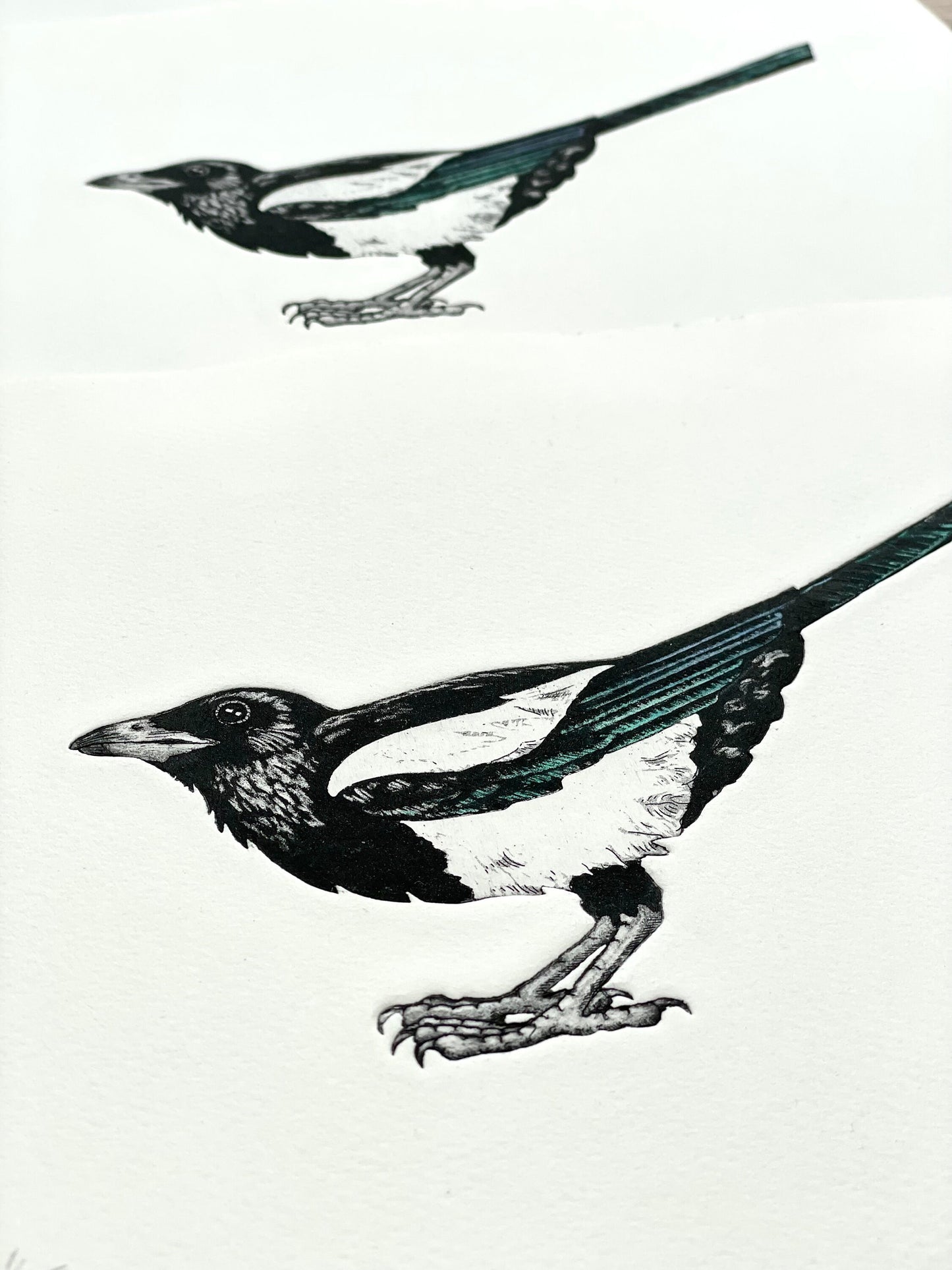 Magpie etching