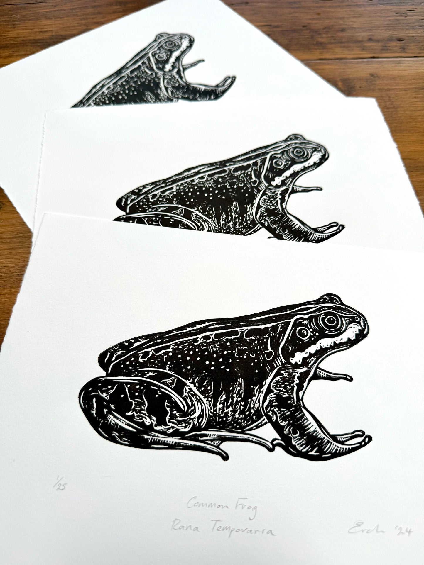 Common Frog linocut print