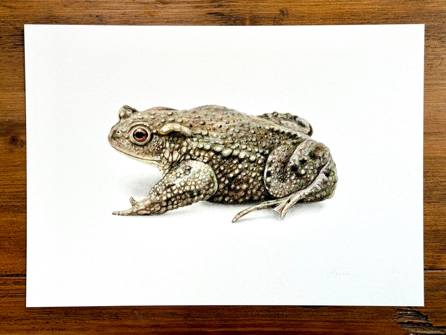 Frog and Toad drawings - Giclée prints