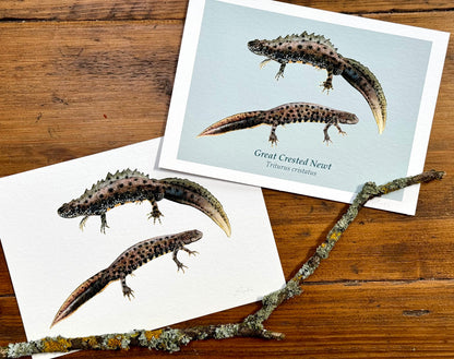 Great crested newt drawing - Giclée prints