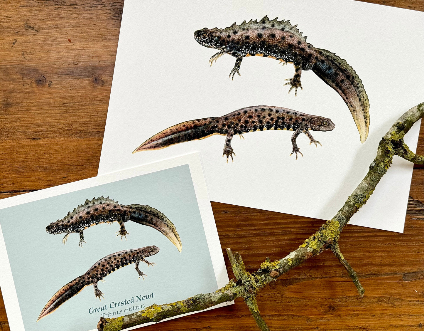 Great crested newt drawing - Giclée prints