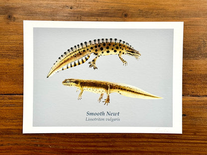 Smooth newt drawing - Giclée prints