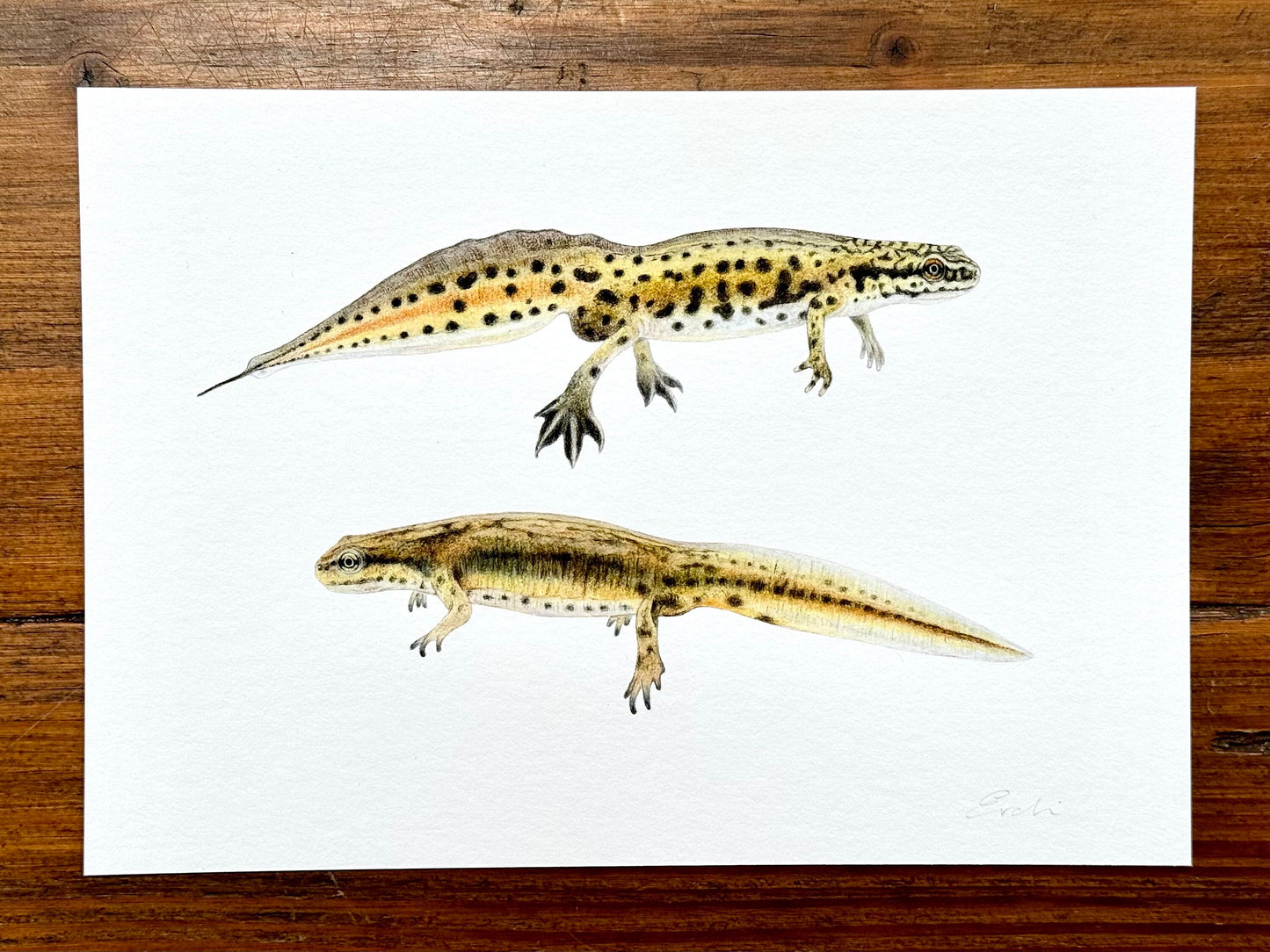 Palmate newt drawing - Giclée prints