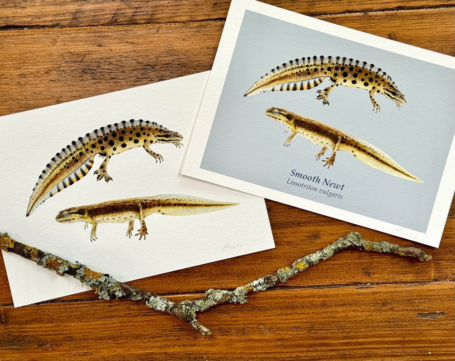 Smooth newt drawing - Giclée prints