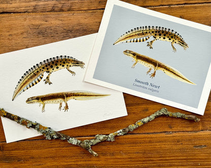 Smooth newt drawing - Giclée prints