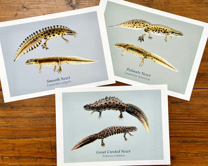 Set of three newt drawings - Giclée prints