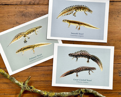 Set of three newt drawings - Giclée prints