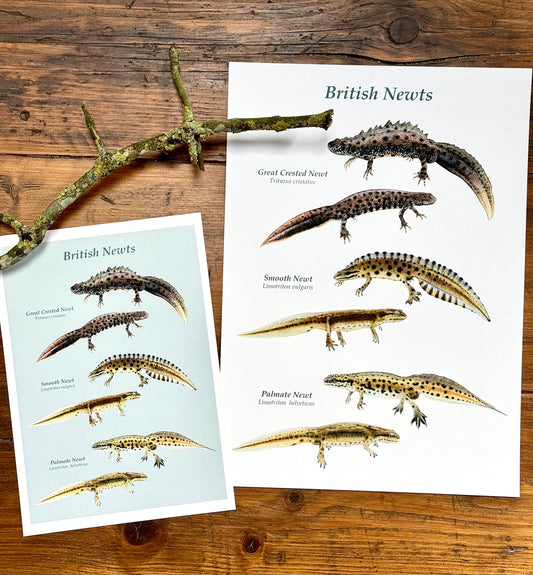 British newts - Giclée print