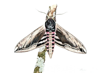 Privet hawk moth - Giclée print