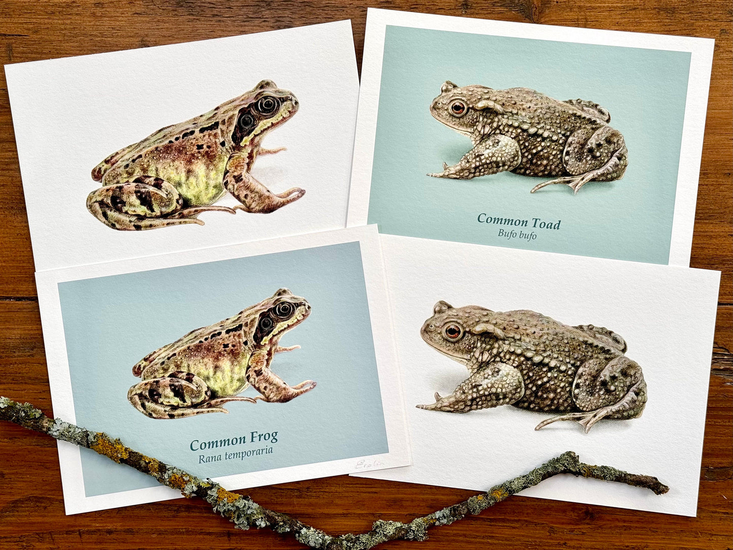 Frog and Toad drawings - Giclée prints