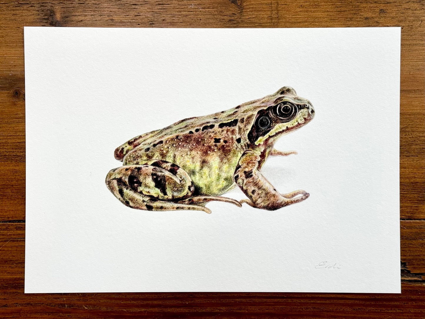 Frog and Toad drawings - Giclée prints