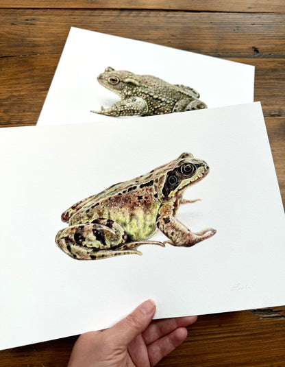 Frog and Toad drawings - Giclée prints