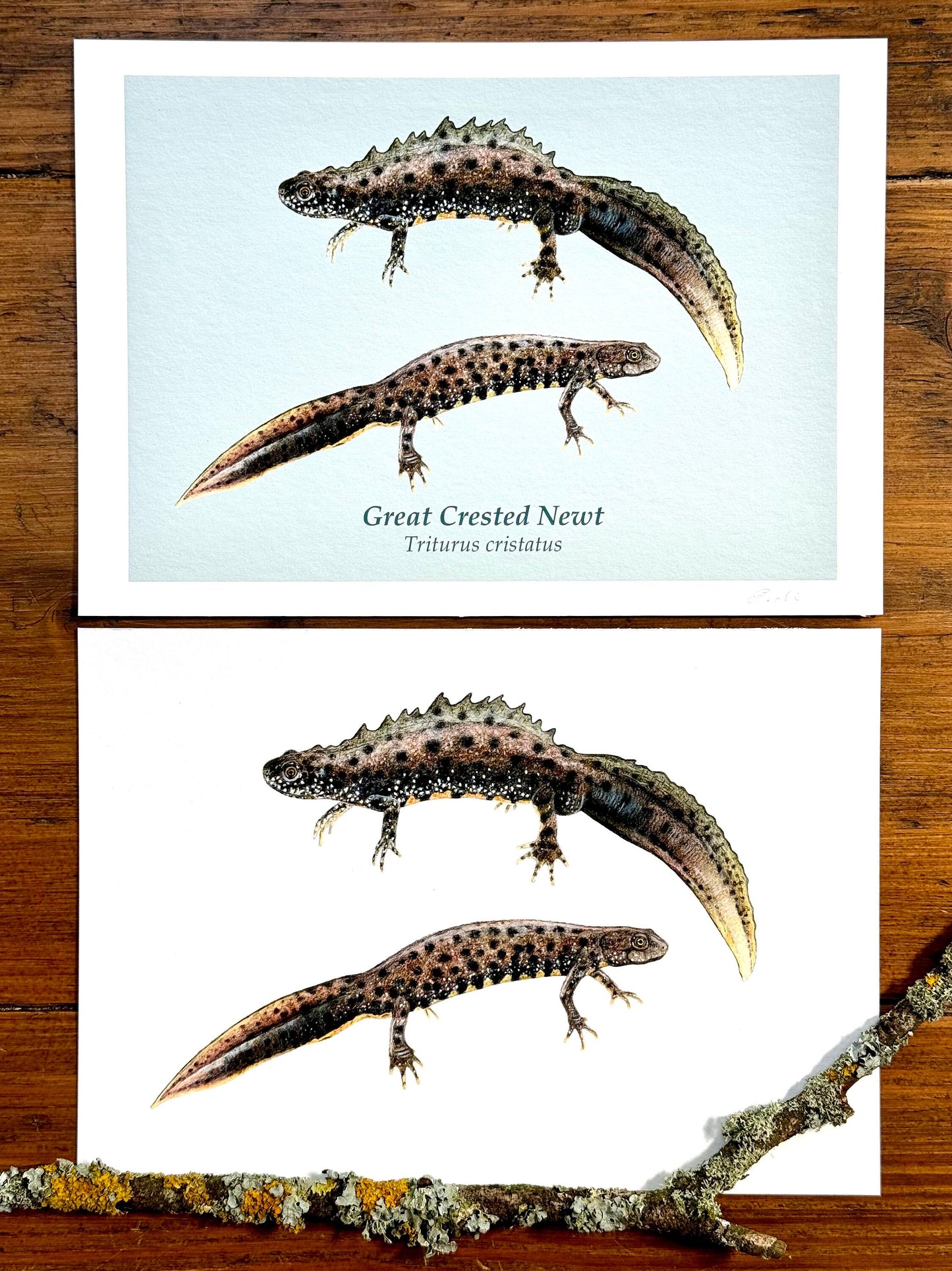 Great crested newt drawing - Giclée prints