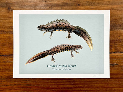 Great crested newt drawing - Giclée prints