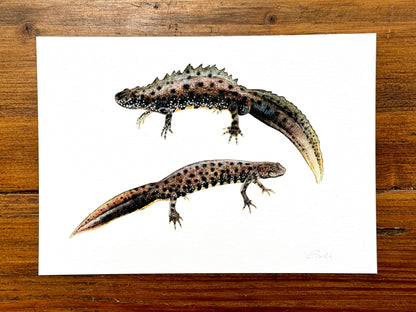 Great crested newt drawing - Giclée prints