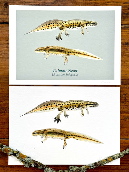 Palmate newt drawing - Giclée prints