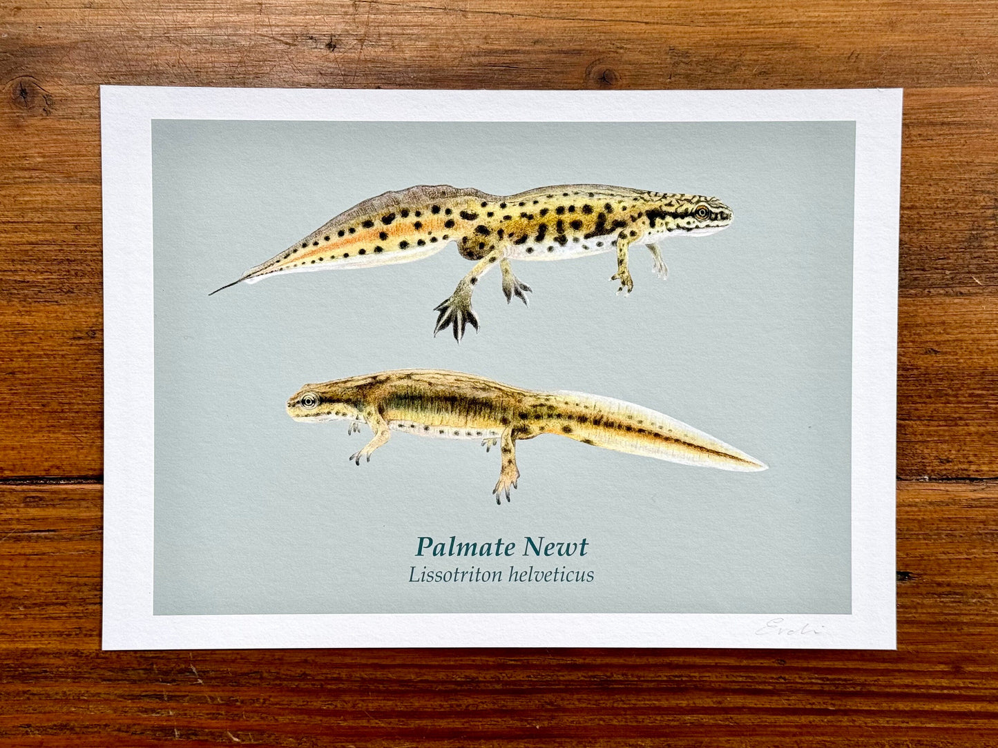 Palmate newt drawing - Giclée prints