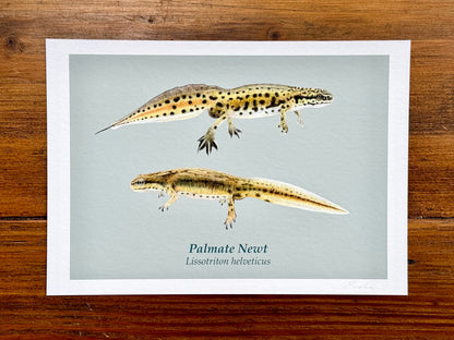 Palmate newt drawing - Giclée prints