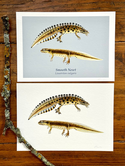 Smooth newt drawing - Giclée prints